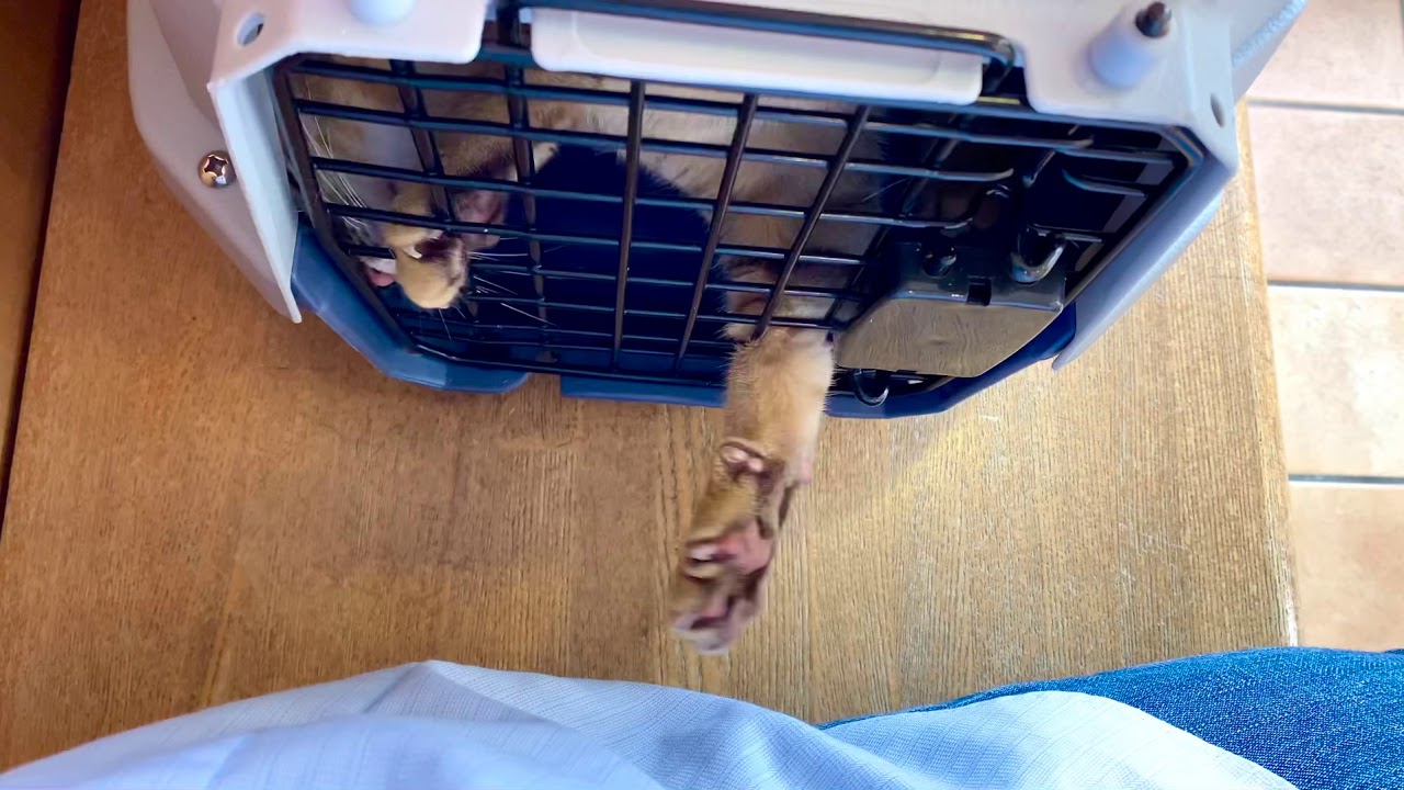 【ナナハチ’s ROOM】かまって欲しいオシキャットの健康診断