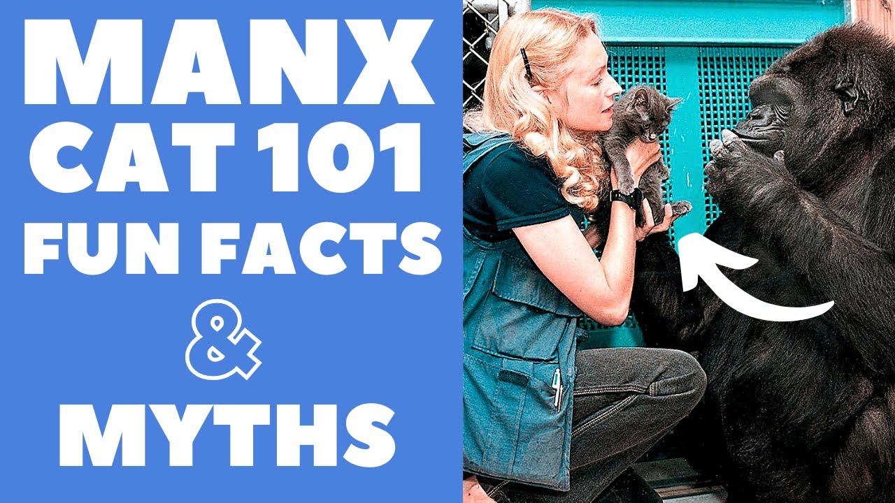 Manx Cats 101 : Fun Facts & Myths