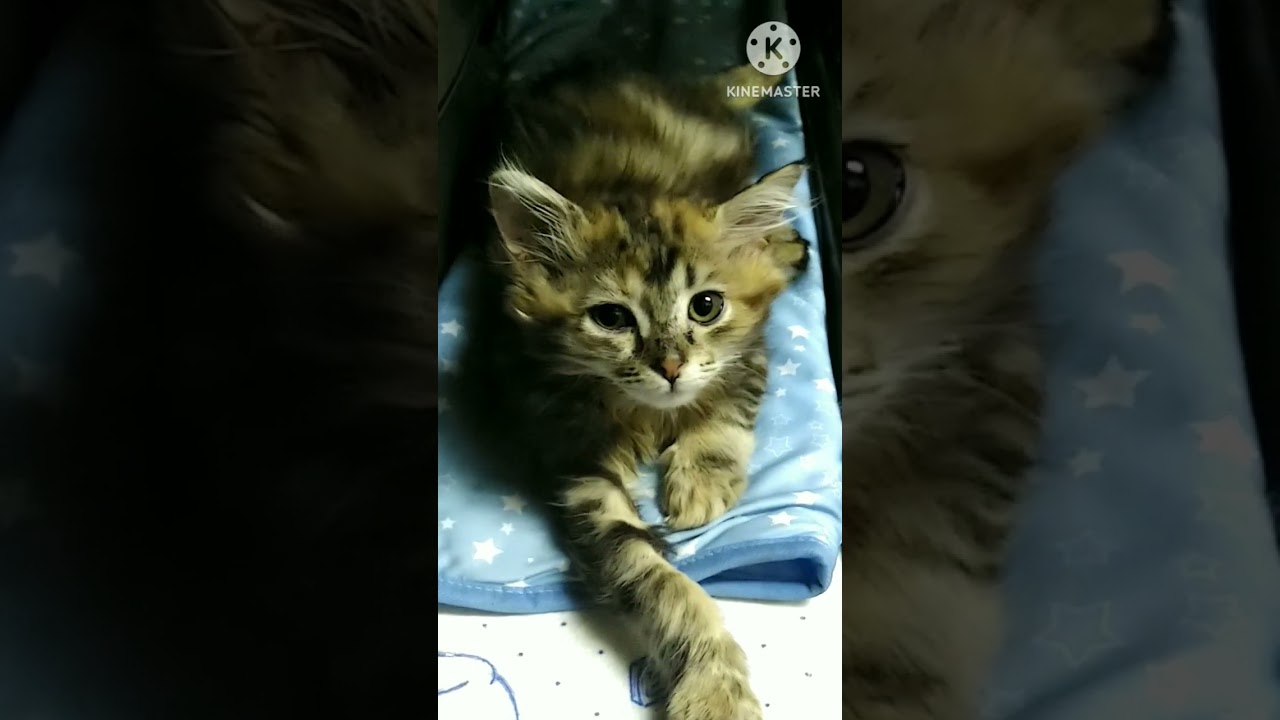 サイベリアン女の子子猫