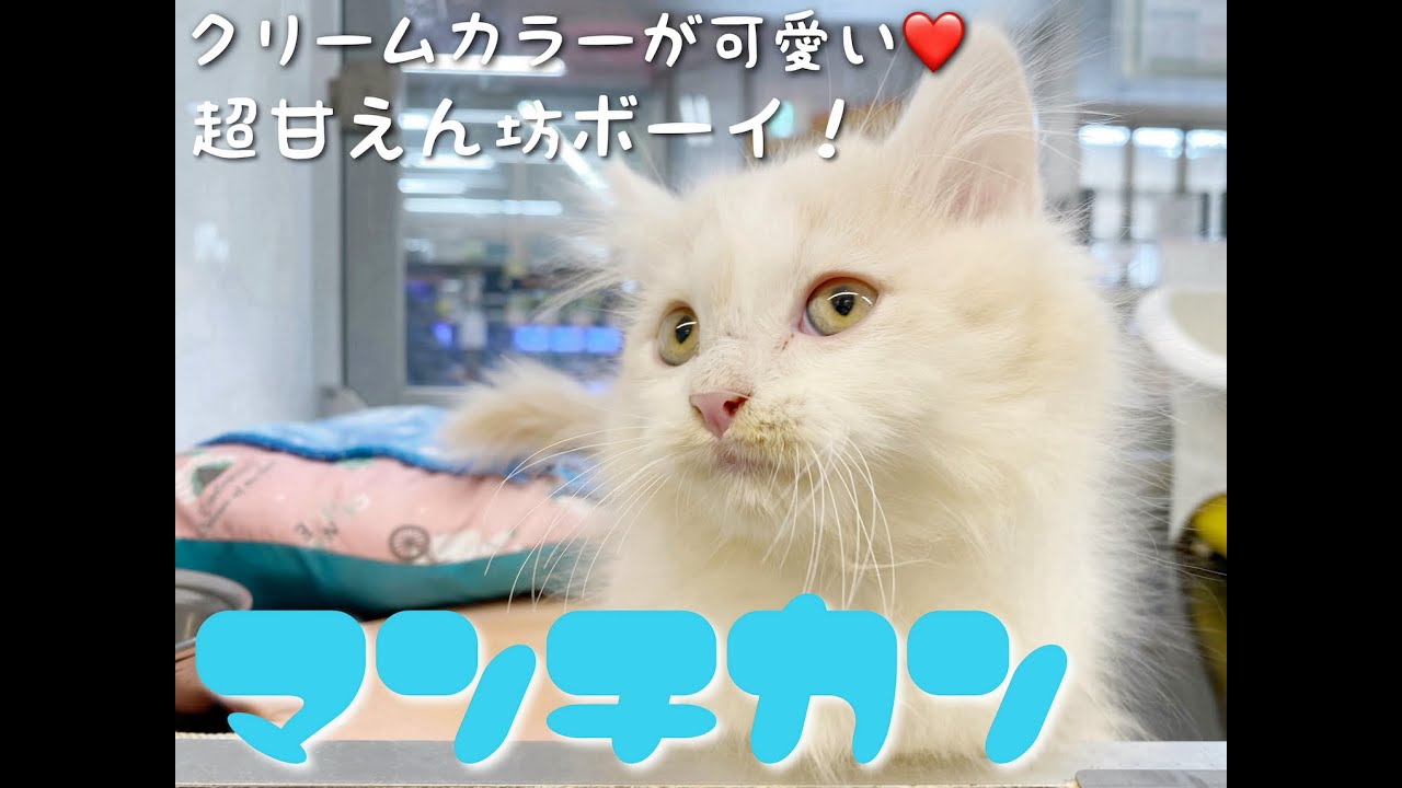 【マンチカン】短足が可愛い！とんでもない甘えん坊っぷり♡