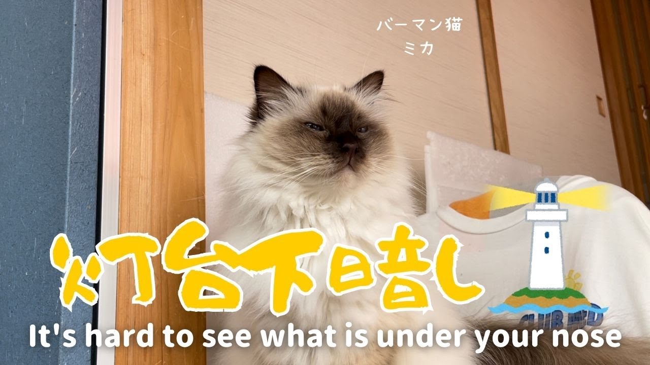 バーマン猫ミカ【トウダイモトクラシ】It's hard to see what is under your nose（バーマン猫）Birman/Cat