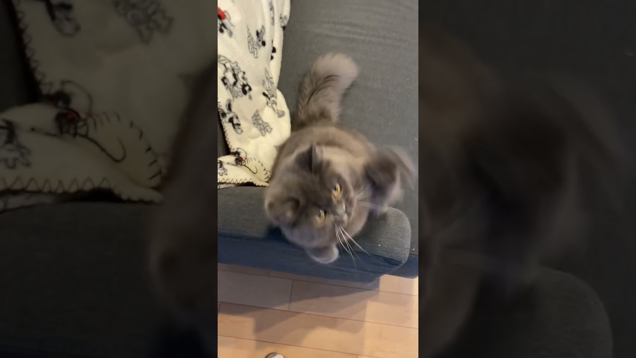 若き頃のラガマフィンのパパは元気いっぱい(いまも若いけど) #ラガマフィン #猫のいる暮らし #猫動画