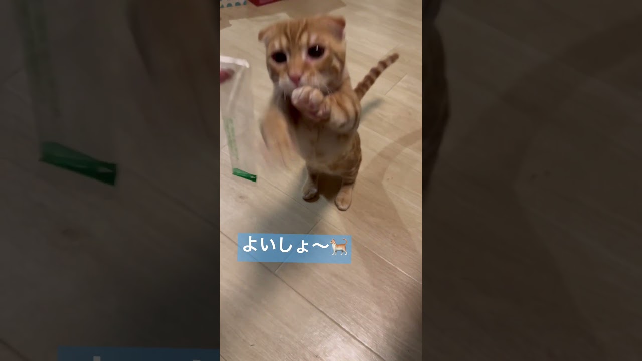 興味津々〜 #キンカロー #子猫 #cat #猫 #猫のいる暮らし #catlover #catlovers #고양이 #catvideo #catvideos