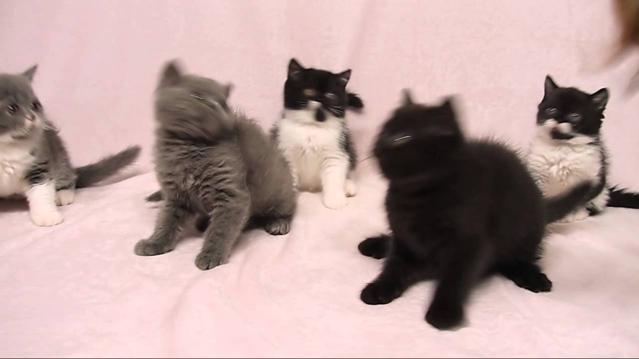 セルカークレックスの子猫たち Selkirk Rex Kittens