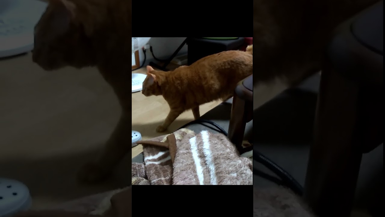 【茶トラ猫】ぬきあし、、さしあし、、、クルーに忍び寄るジラフ#shorts
