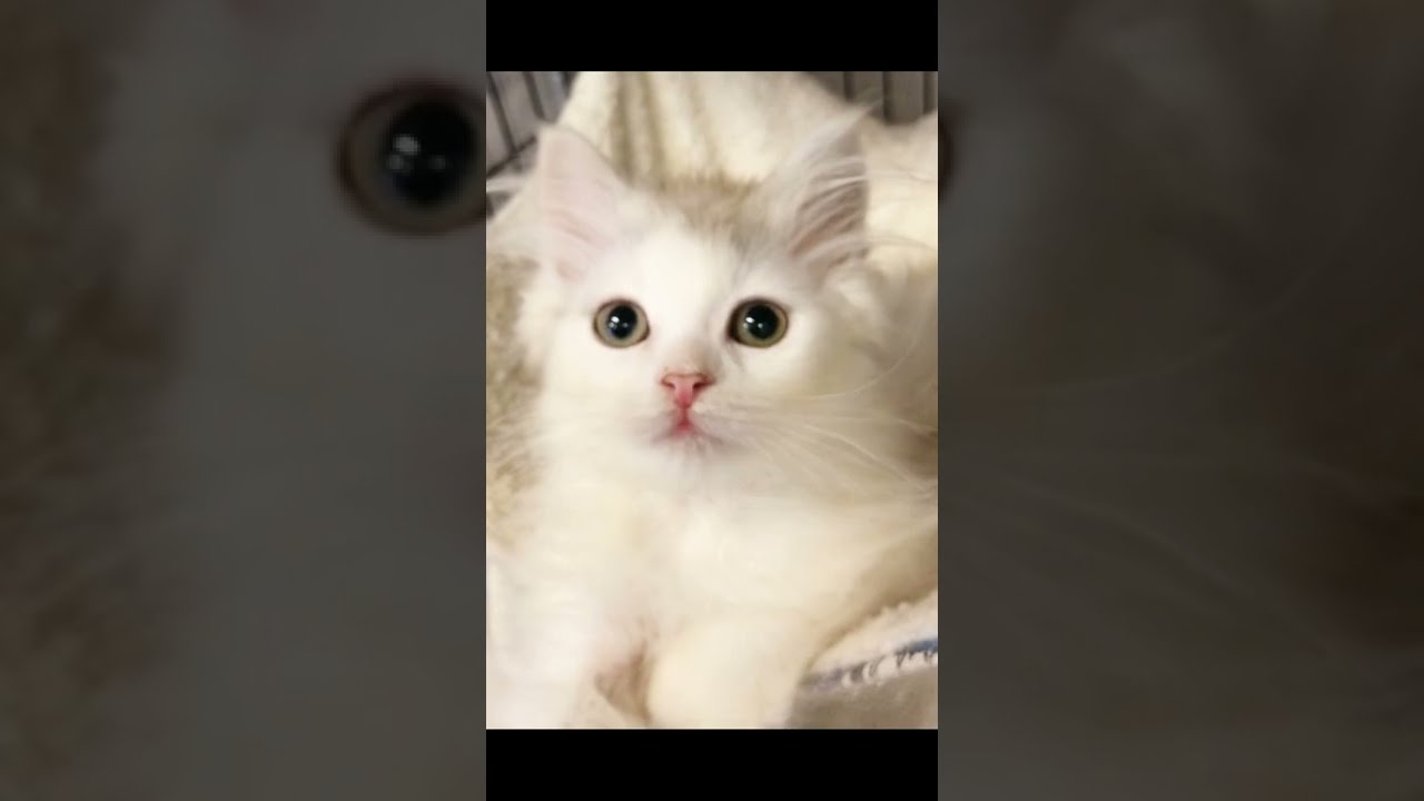 アメリカンカール　通常販売子猫ちゃん　😸アゴはネコ🐈