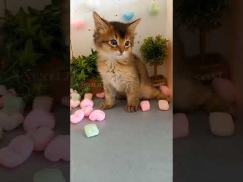 ソマリbaby　男の子