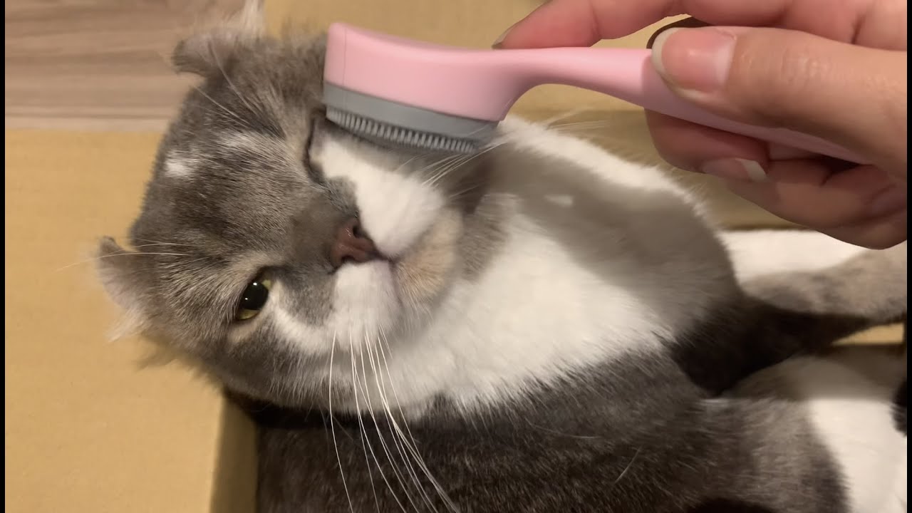 【アメリカンカール】早朝子猫マッサージ、annkwを聴きつつ迎える正午。【vlog】