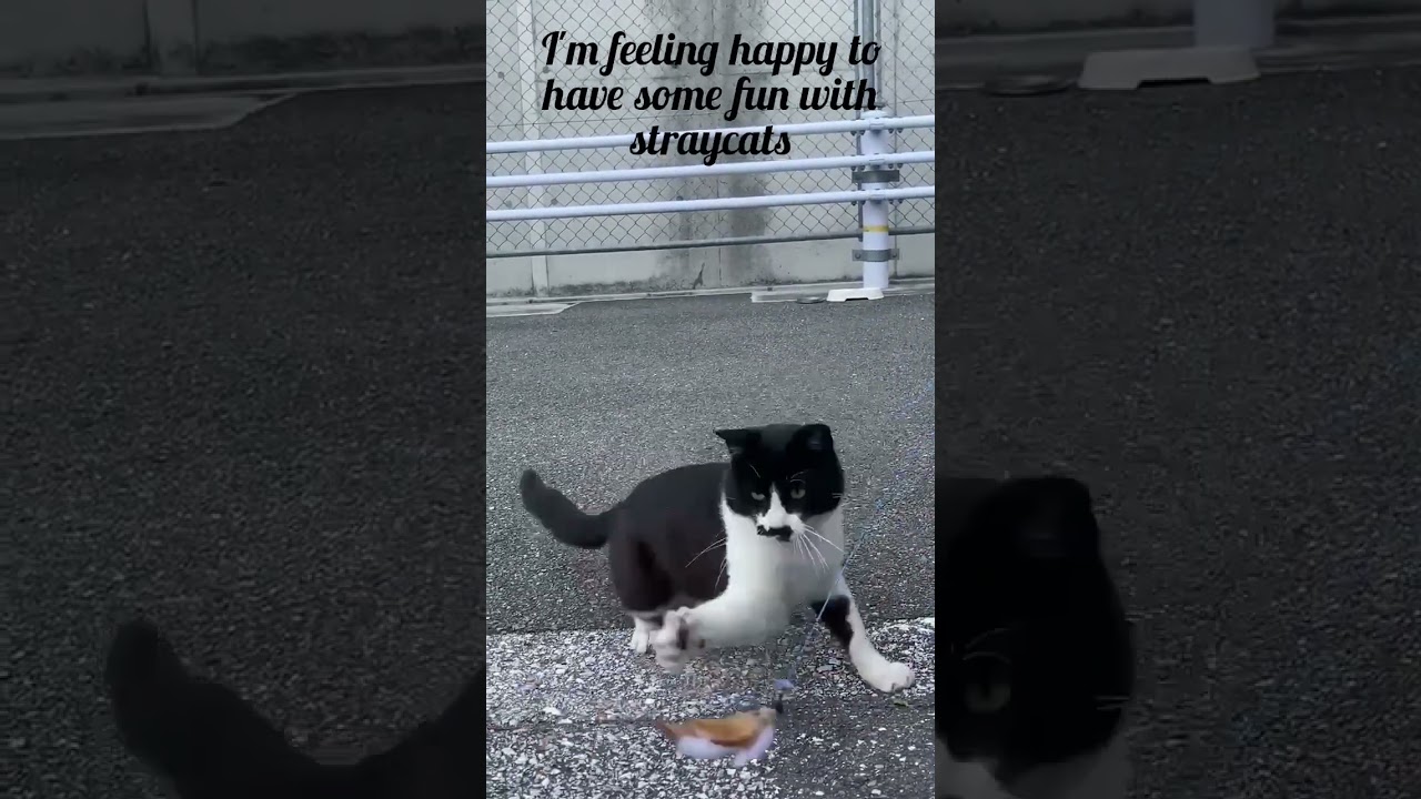 play time with straycat in kochi Shi,japan #chaplinchan #ねこ動画 #かわいい猫 #日本 #shorts #viral #straycat