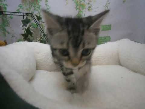 635205 アメリカンショートヘアー