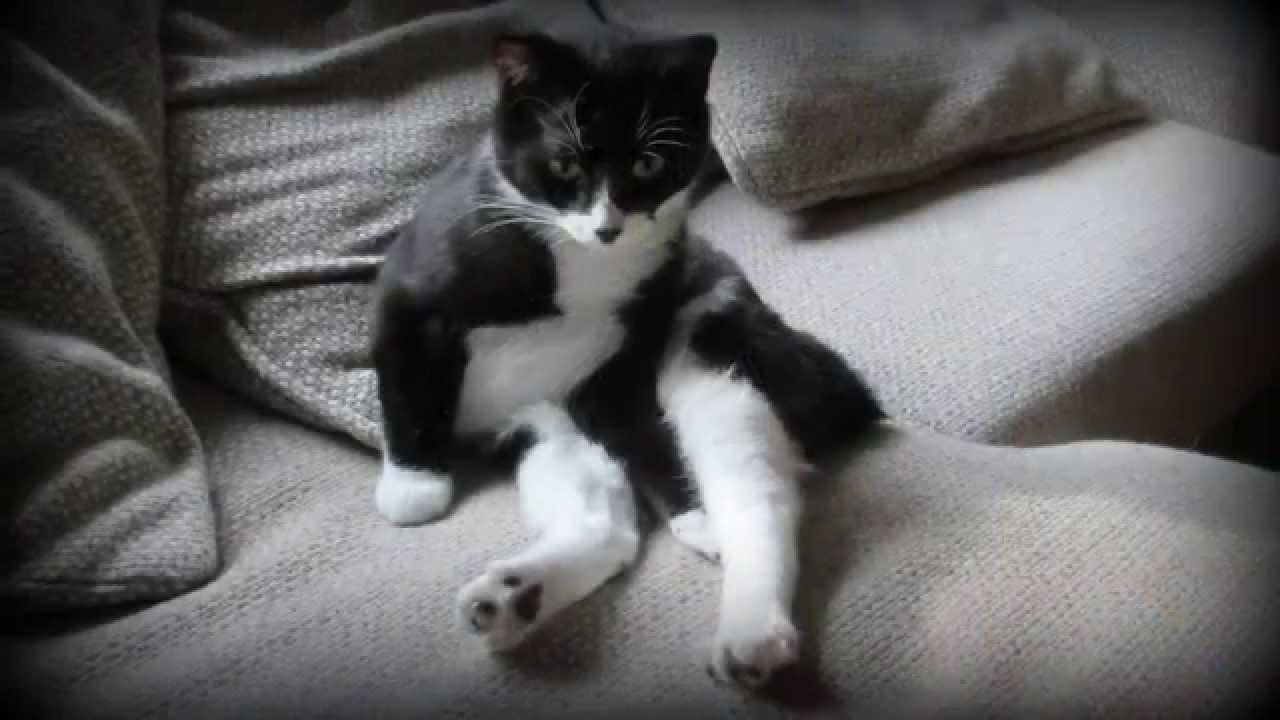 ~ Manx Cat~ Born That Way~