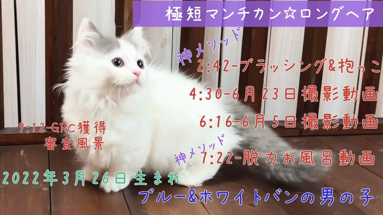 【ナナハチ’s ROOM】短足マンチカン☆ロングヘア　ブルー＆ホワイトバンの男の子　20220828