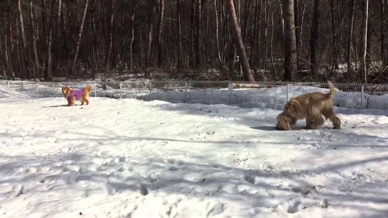 軽井沢スノーシュー２