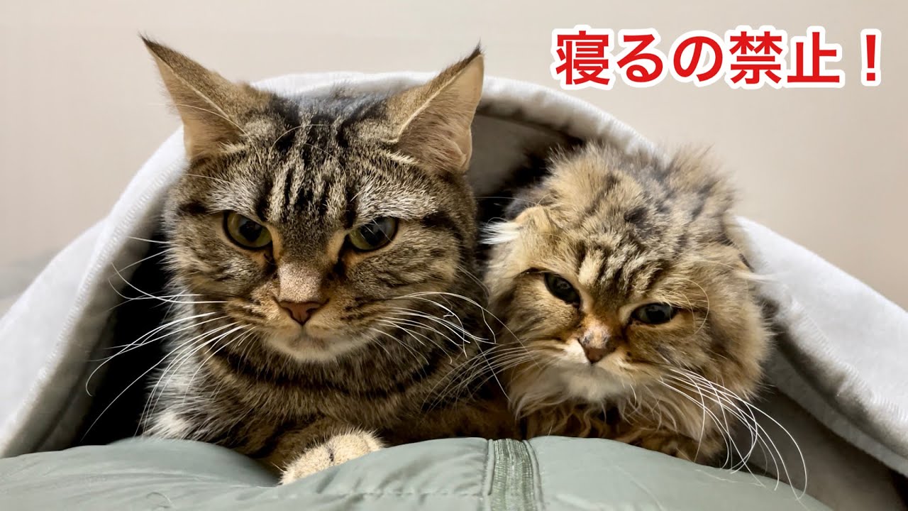 朝5時なのに飼い主を叩き起こして睡眠妨害する先住猫と子猫