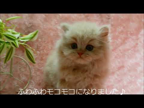 ブリティッシュロングヘア　クリームソリッドの男の子