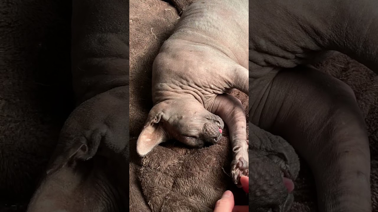 スフィンクス猫の舌👅/Sphynxcat's tongue