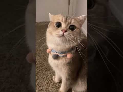 Cute Brown Cat