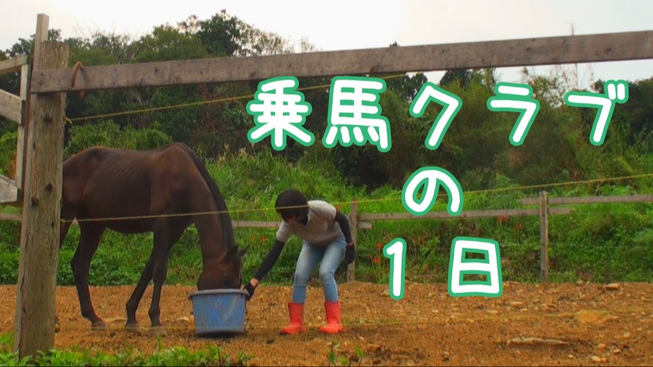 乗馬クラブの1日｜Daily routine at a riding club