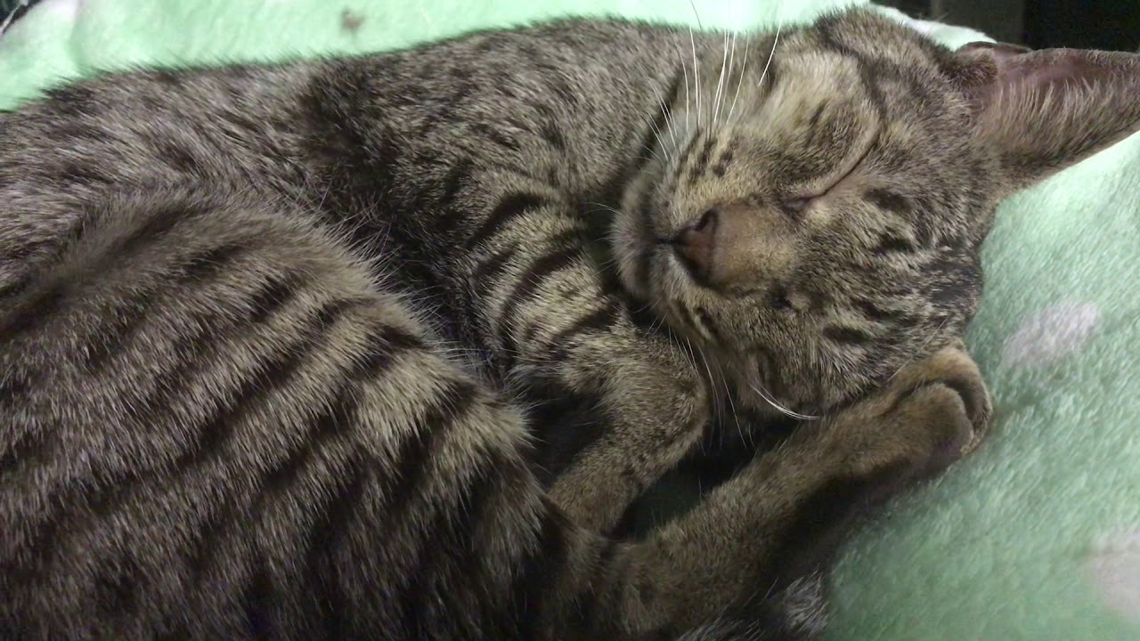 【ナナハチ’s ROOM】天才オシキャット☆オニー  超熟睡 20190723