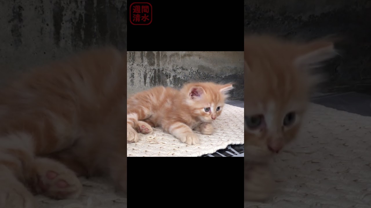 キョロキョロする茶トラの子猫 #shorts cute kitty cat. 保護猫 可愛い 長毛猫