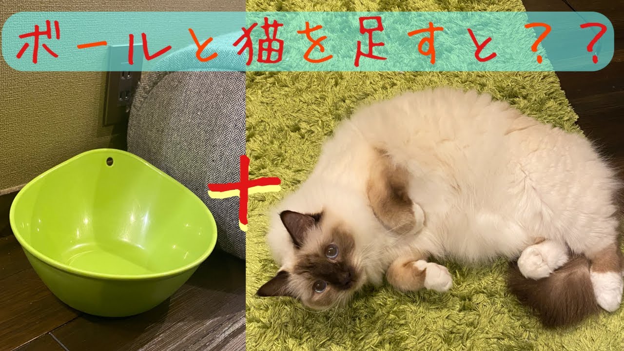 【バーマン】ボールとレオレ姫が出会うと最高だった★#ねこ#バーマン#レオレ