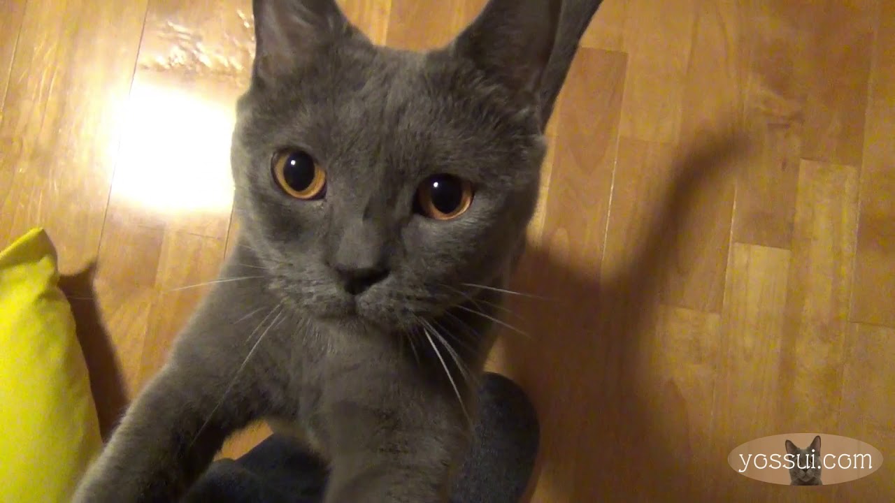 人懐っこくて可愛い猫（シャルトリュー）物音を聞いただけでちゅーるが貰えると分かる賢い子です