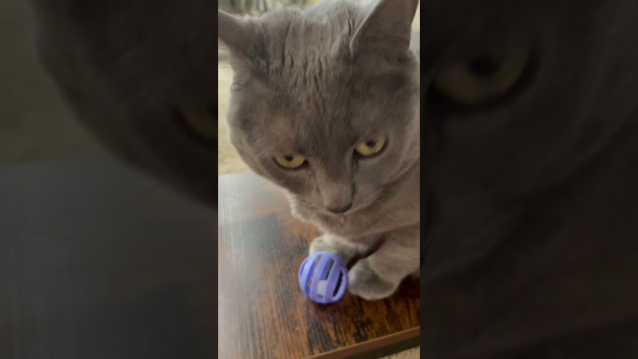 Confused korat cat