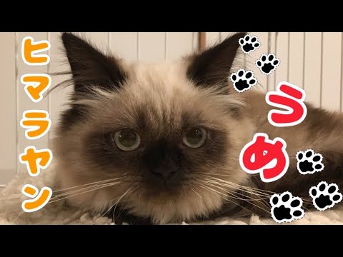 我が家の4にゃんズ『ヒマラヤンのうめ』の紹介