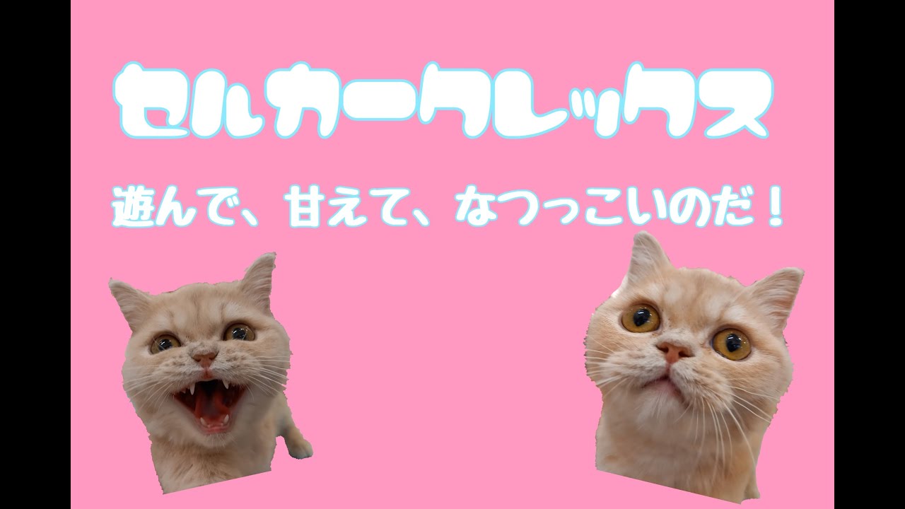 【ペットショップふしみ一関店】セルカークレックスくん！【甘えん坊です】