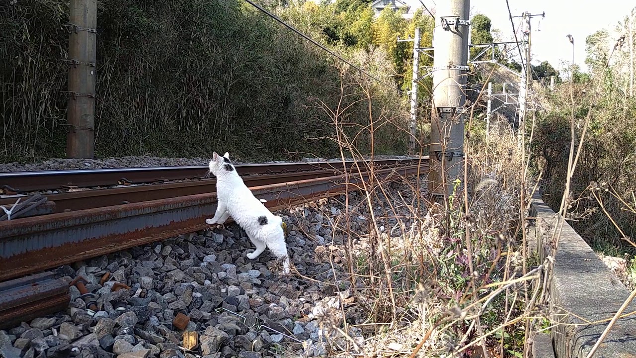 【さんぽねこのゆきちゃん】JR伊東線│JR東日本│熱海│伊豆│日本猫│ジャパニーズ・ボブテイル│大丈夫です！国有地には侵入していません！