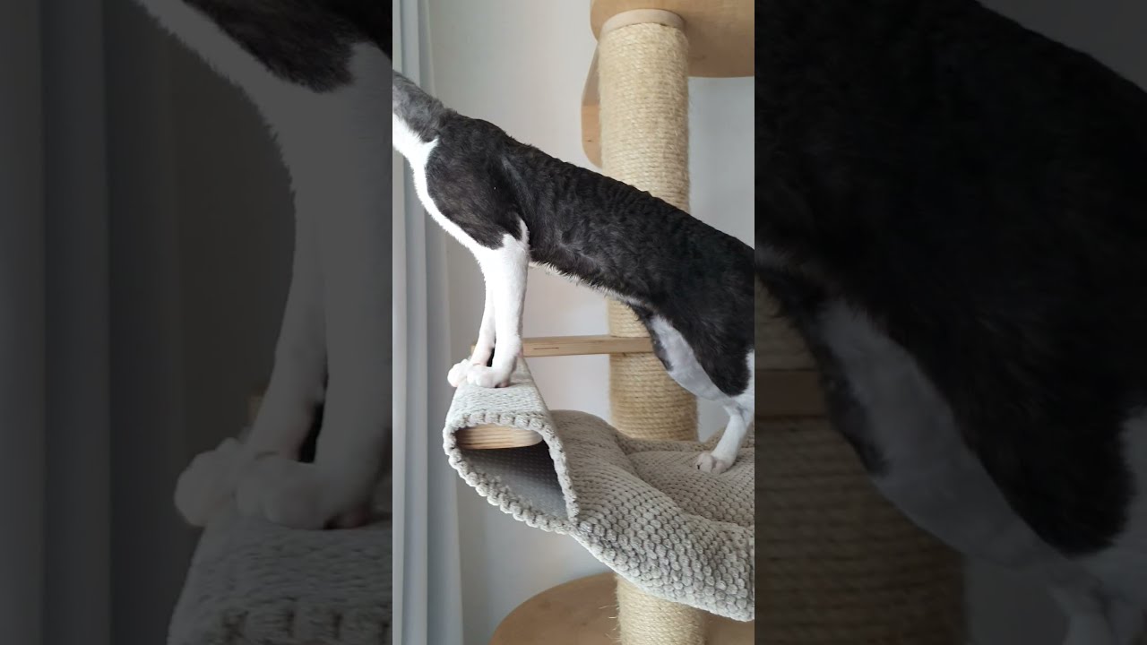 Cornish Rex kitten 18 weeks old.