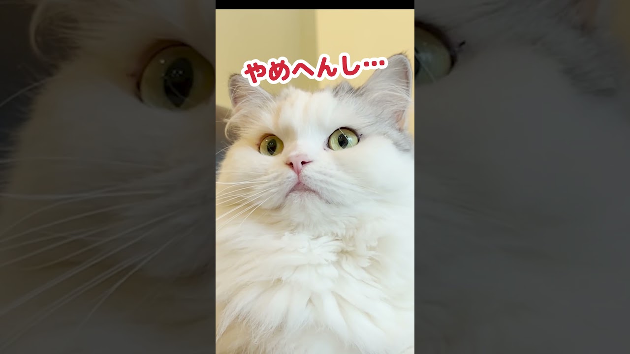 爪を噛むクセがやめられない猫 #Shorts