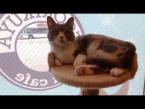 ペットショップCoo&RIKU　523245　ブリティッシュショートヘアー