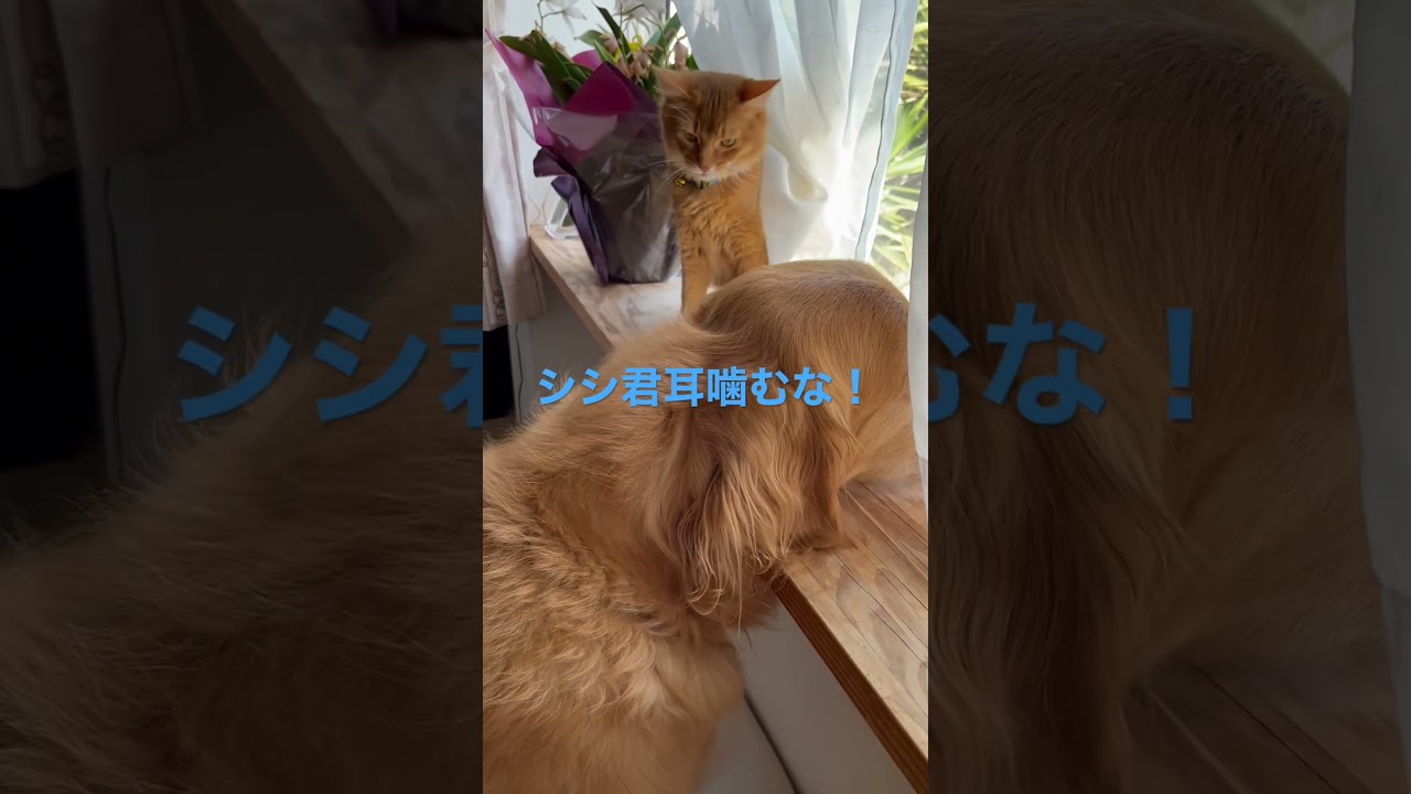 子猫に耳を噛まれるゴールデン #ゴールデンレトリバー #セラピードッグ #ソマリ