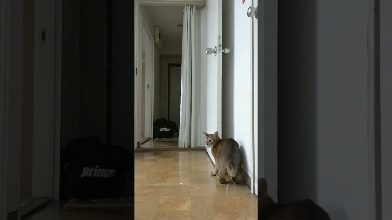 ネコ動画あび＃1407　あびの毎日　アビシニアン　あび