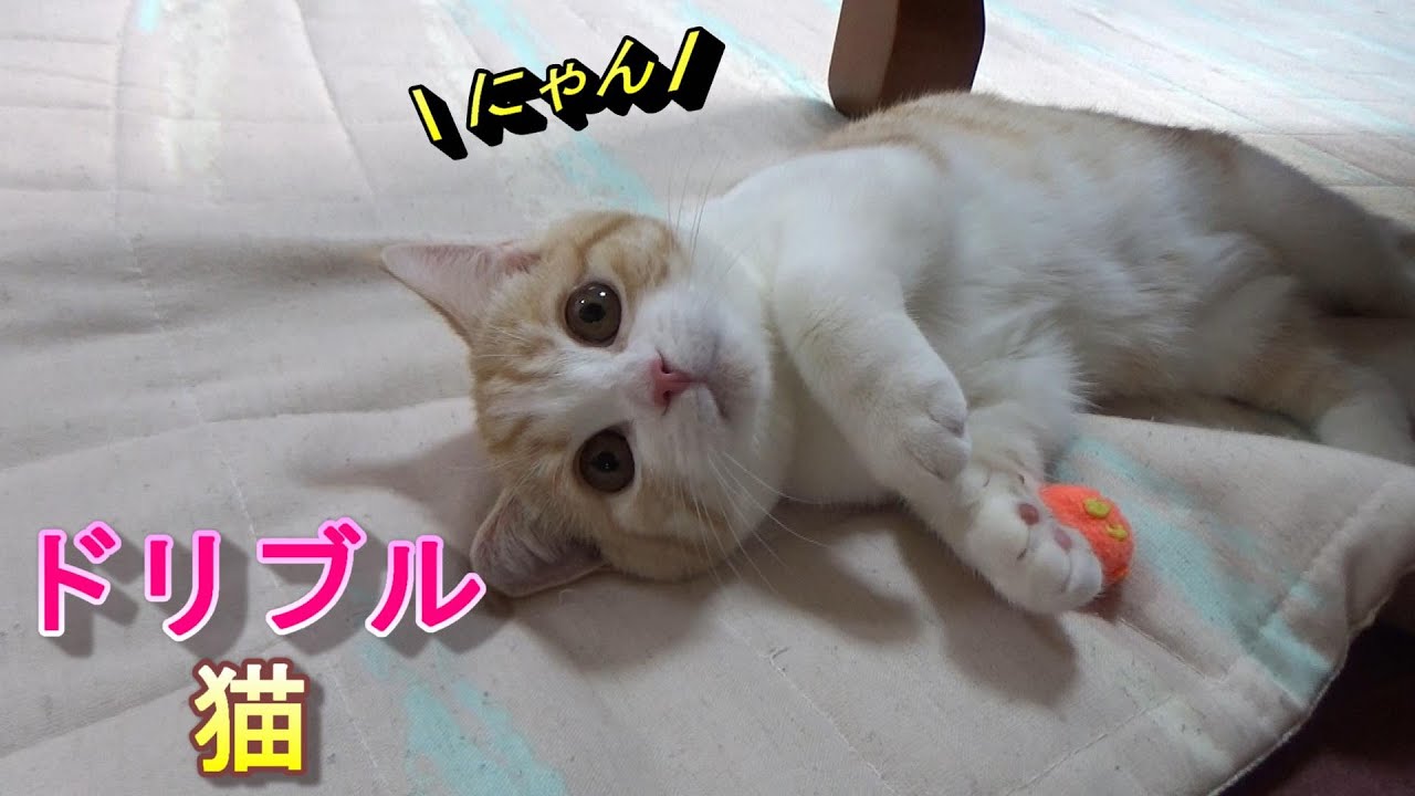 ドリブルする猫がかわいい【スコティッシュフォールド】