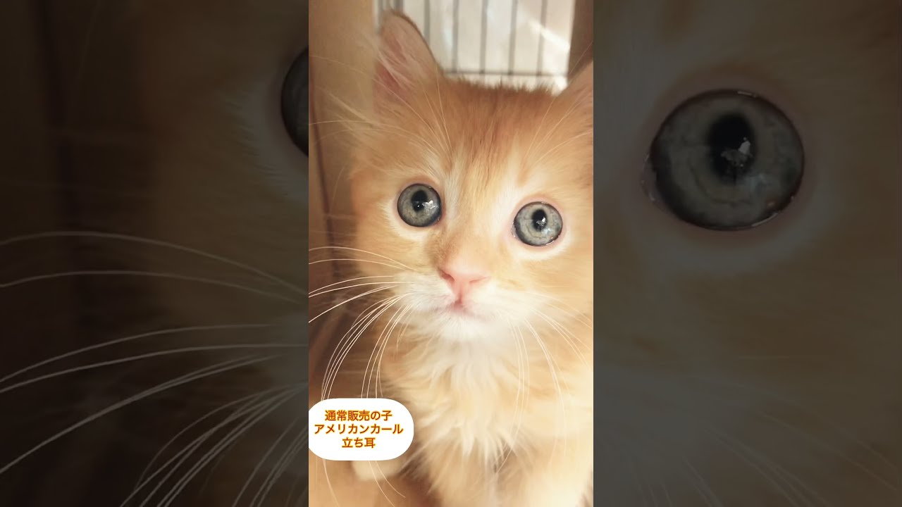 アメリカンカール😸通常販売の子猫ちゃん　アゴはネコ
