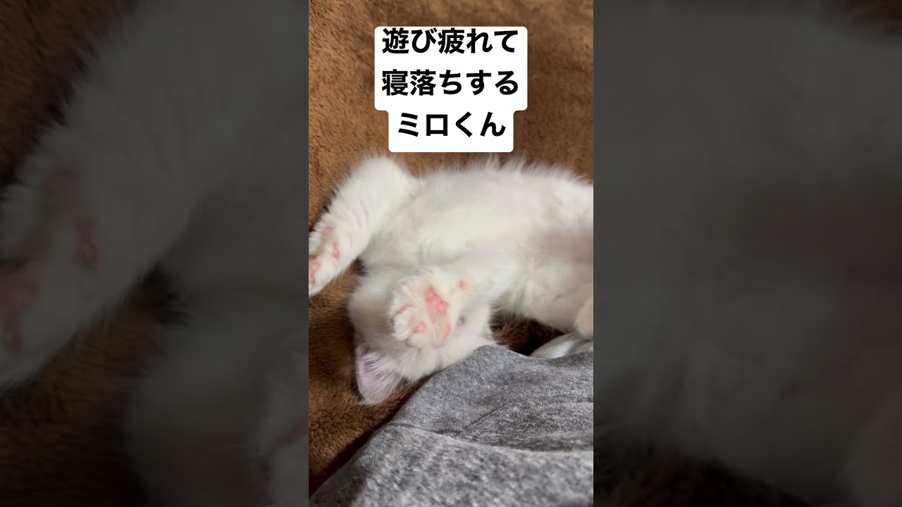 寝落ちするラグドールの子猫のミロくん#shorts