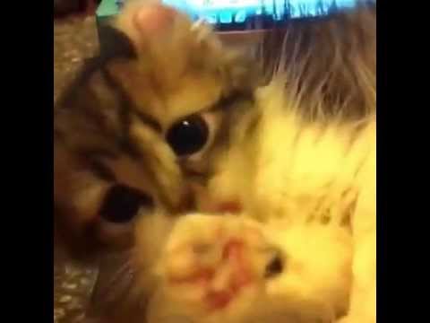 アメリカンカールのふ〜ちゃん