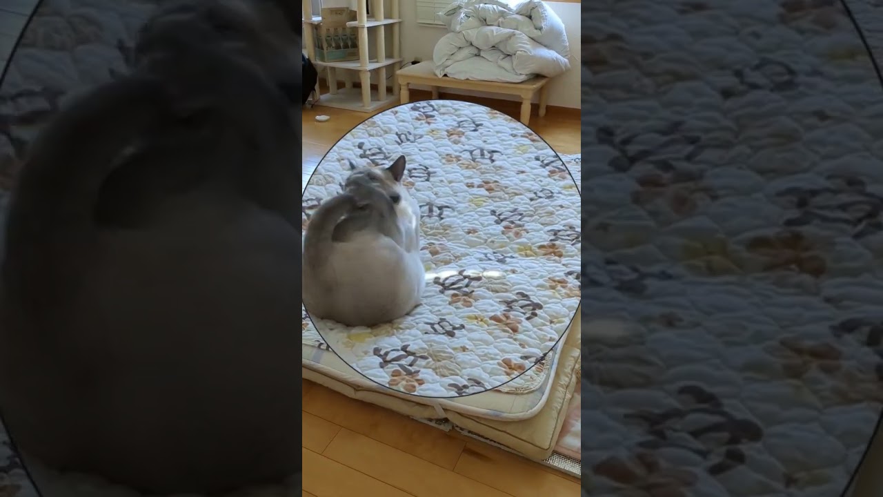 猫ダンサー いもいもデビュー🐈‍⬛💗  #ロシアンブルー #russianblue #ダンサー