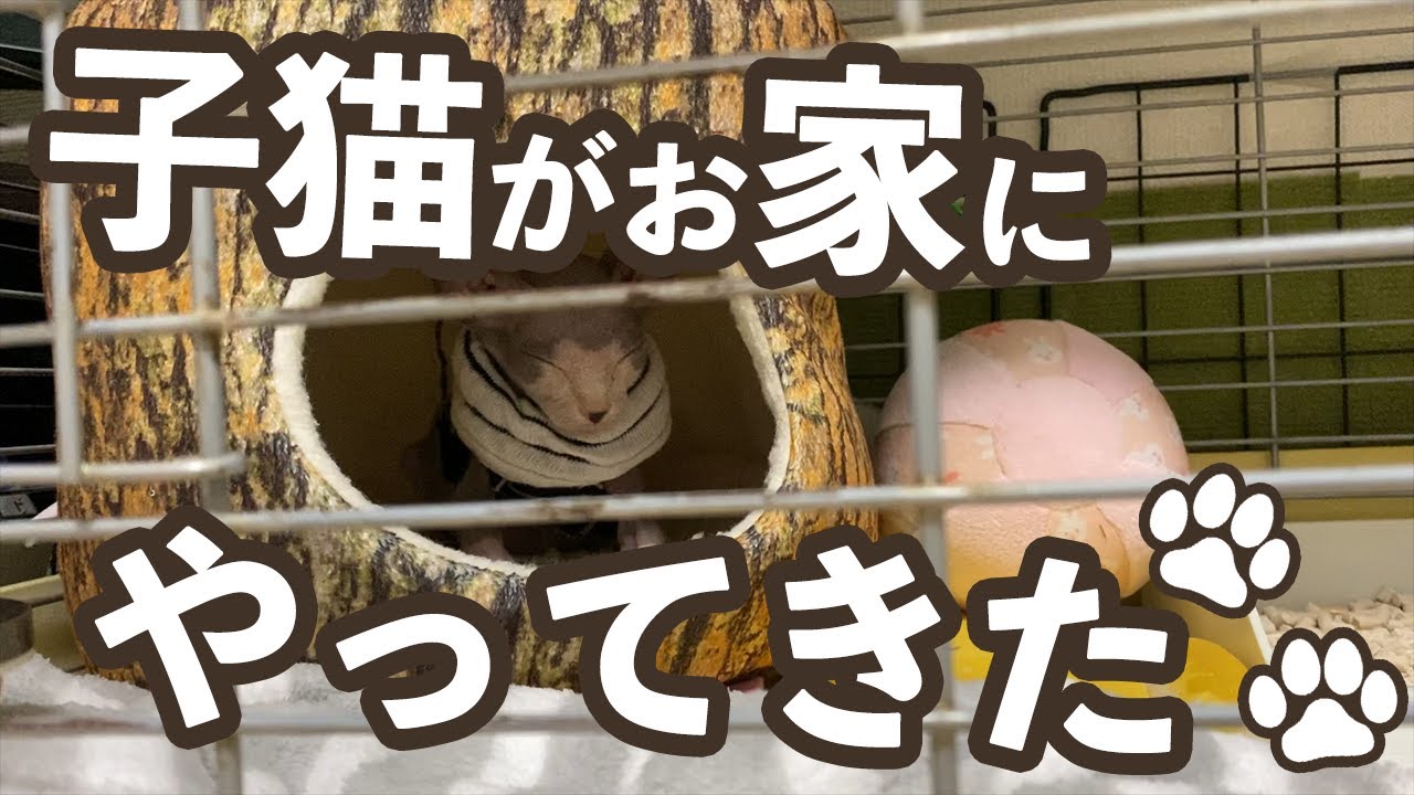 【第0話】毛のない猫（無毛猫）スフィンクスの子猫をお家にお迎え！初紹介！ Love SphynxCat!! Her name's Qoo. エジプトでもパズドラでもないよ。無毛猫だよ！