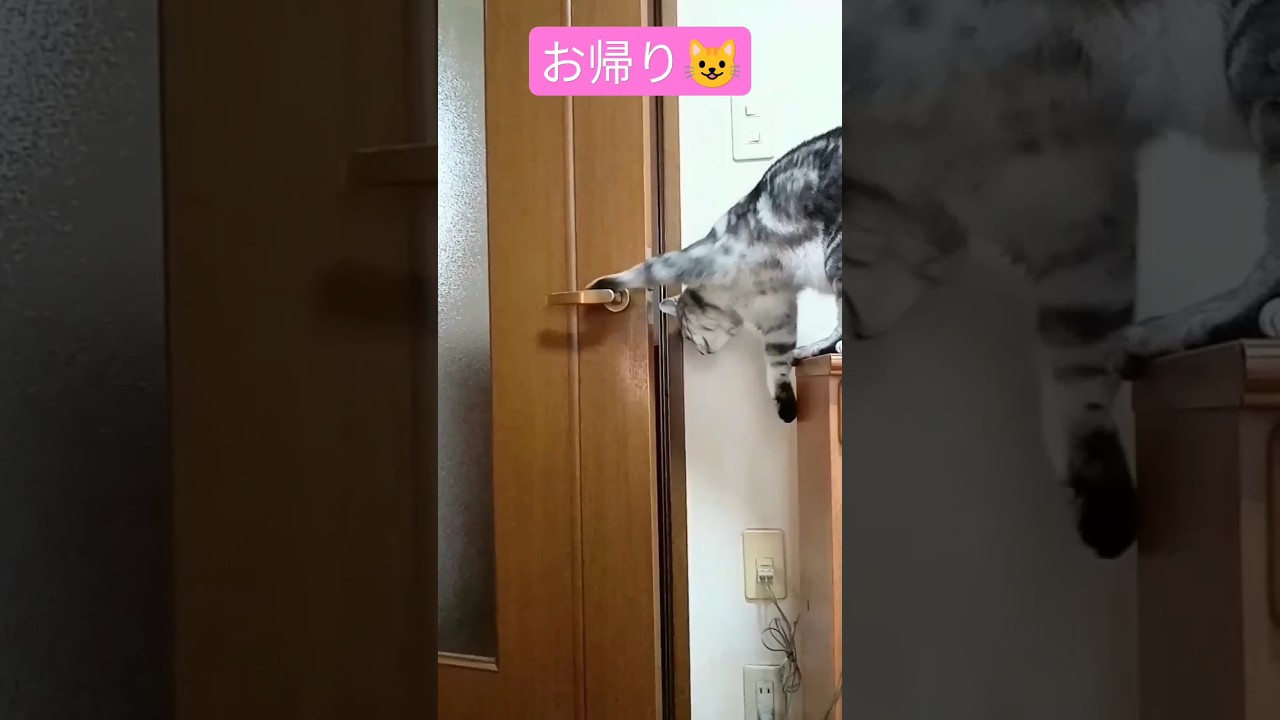 愛猫のお出迎え😺💞 #猫 #cat #アメリカンショートヘア #cute