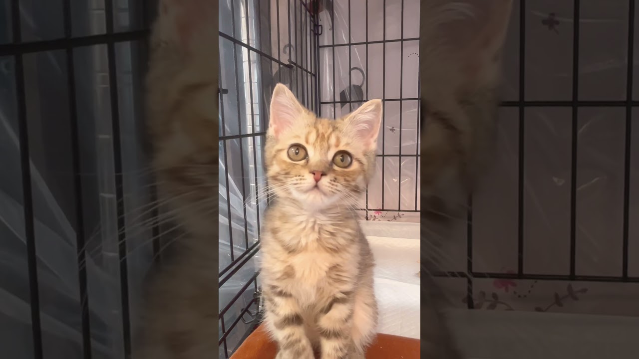 #里親募集中子猫アゴはネコ #保護猫 #子猫 #マンチカン子猫