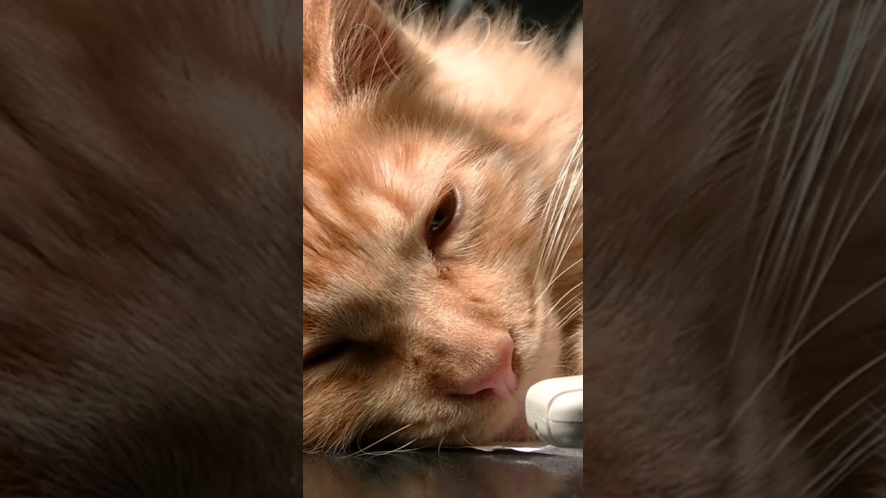 Brown cat#cat #animal #shorts #shortvideo #short