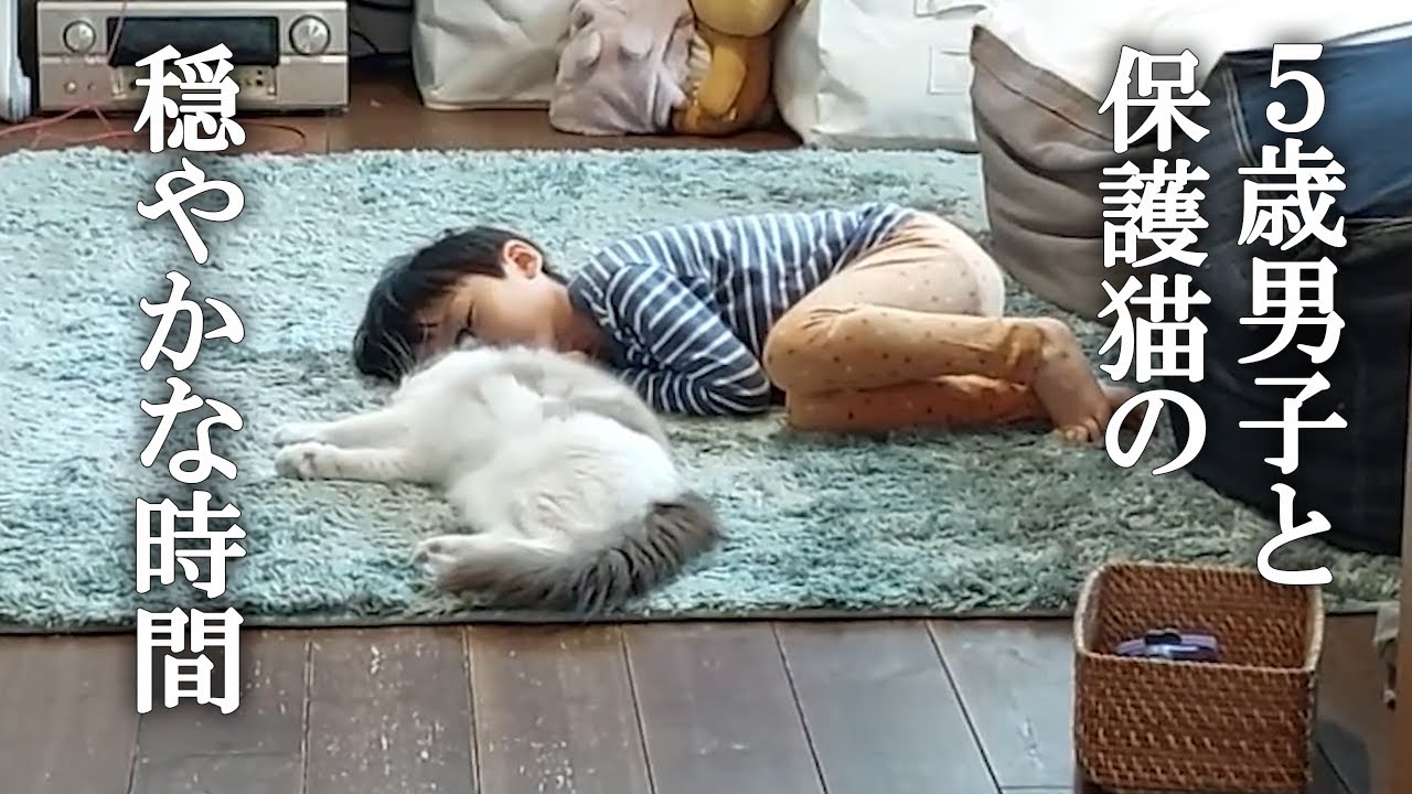 保護猫ラグドールと５歳の人間男子の触れ合い時間が愛しすぎる