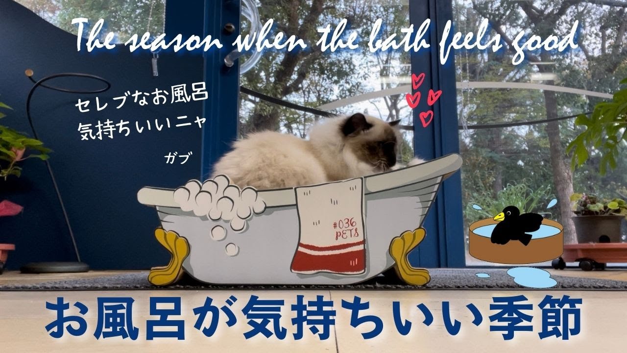 バーマン猫の入浴シーン？【お風呂が気持ちいい季節】The season when the bath feels good（バーマン猫）Birman/Cat