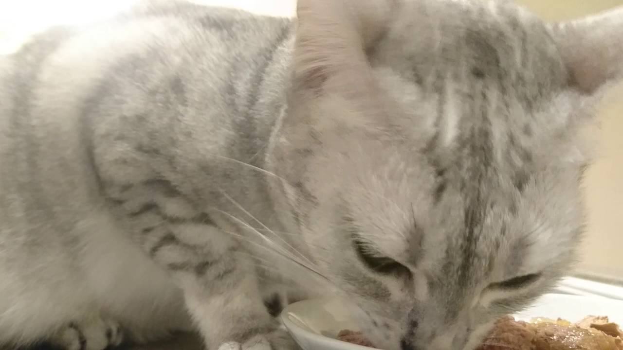 どアップなエジプシャンマウのご飯風景