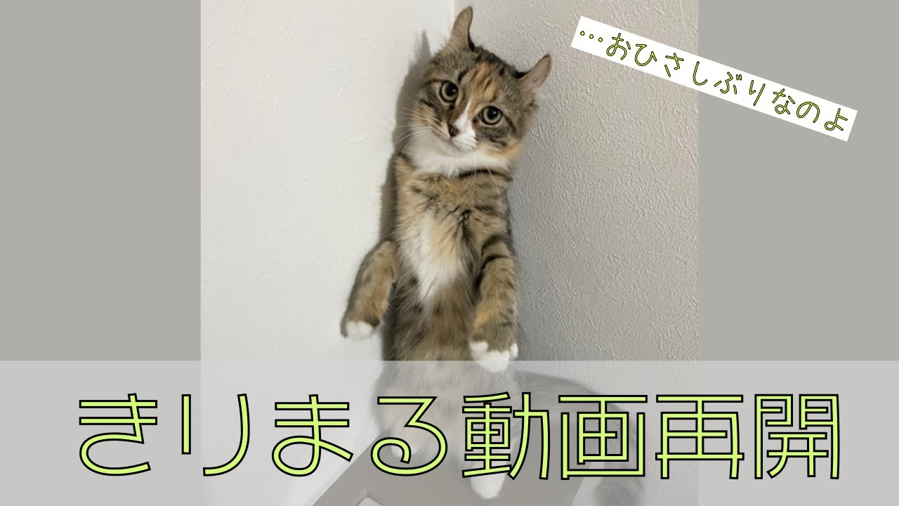 きりまる動画再開！子猫の成長。