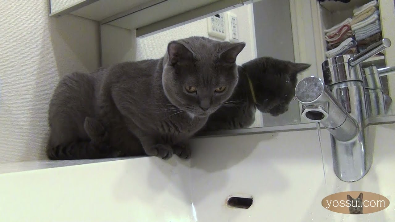 【人懐っこくて可愛い猫シャルトリュー】蛇口から出る水が気になって仕方ないニャン♪