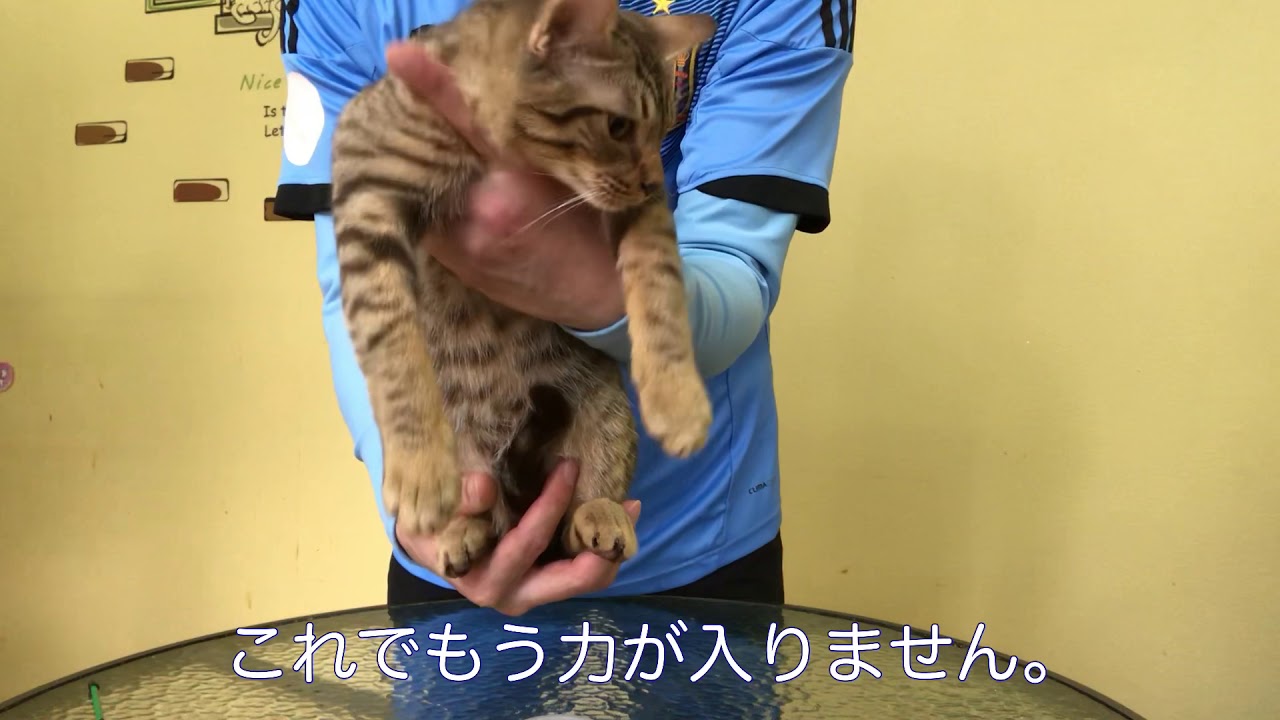 【ナナハチ’s ROOM】オシキャット  ☆チョコレートスポッテッドタビーの男の子 20190622